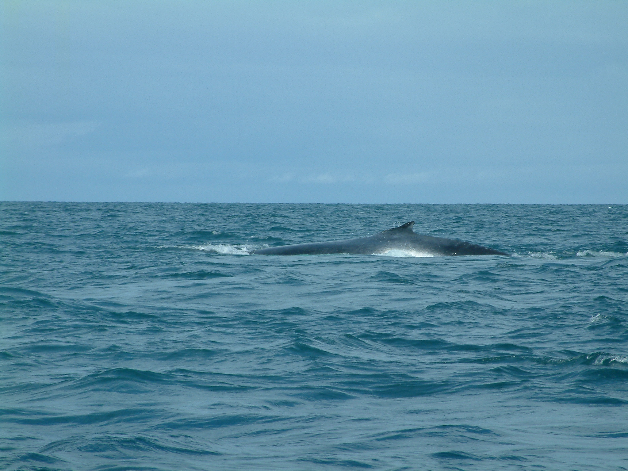 Découverte de baleines à Sainte-Marie