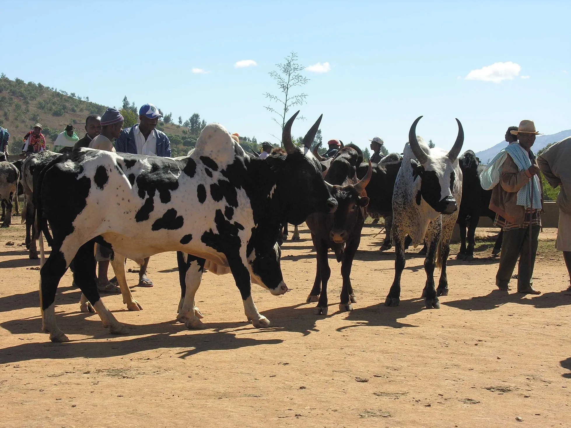 Marché de zébus, Ambalavao