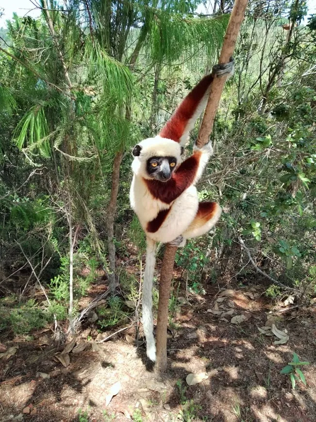 Propithèque couronné, Isalo