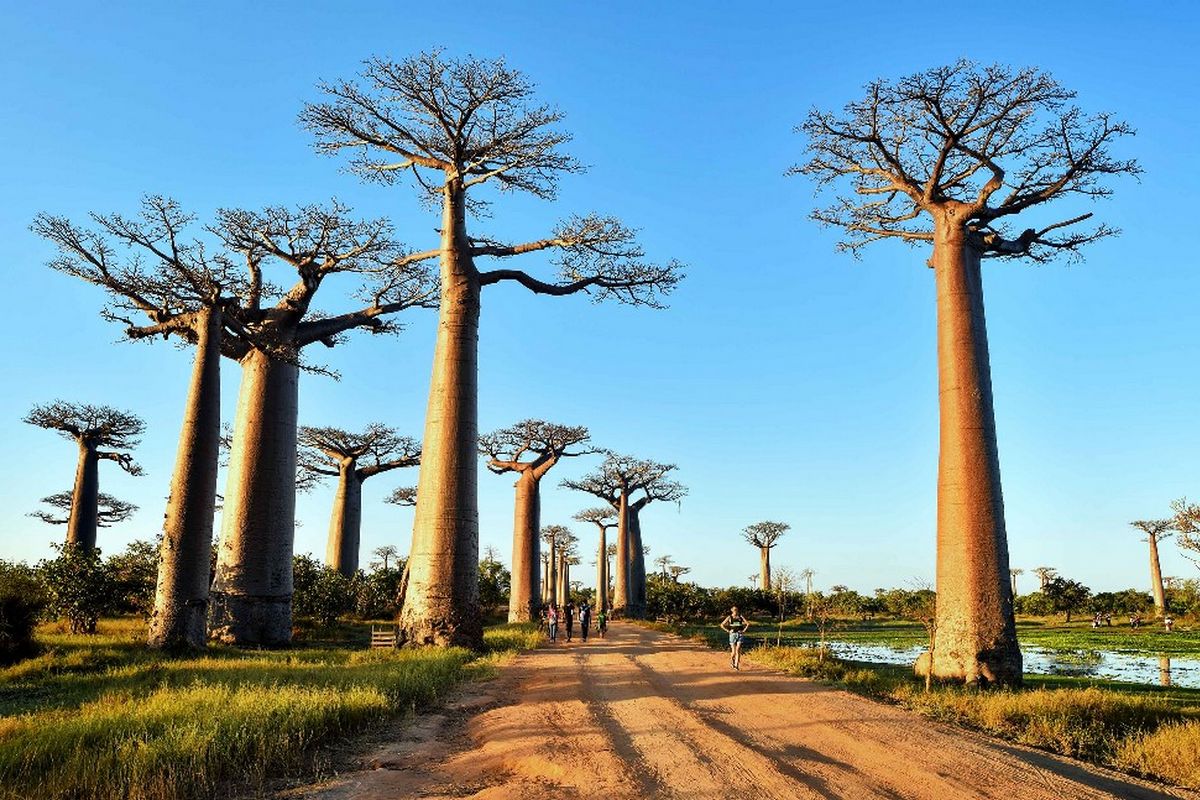 Allée des Baobabs, Morondava